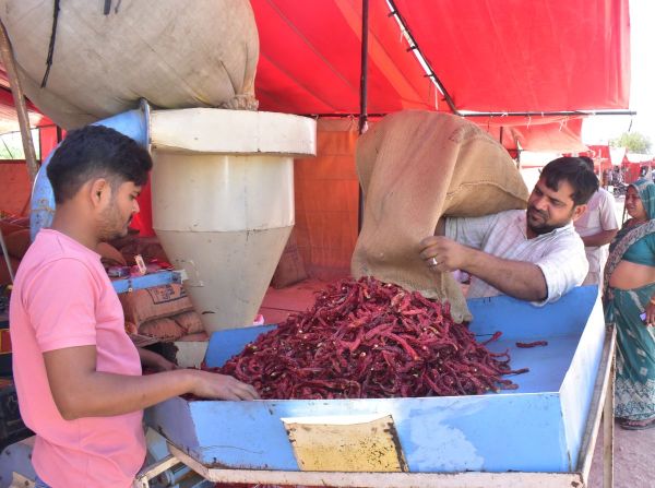 Such faith in the chilli fair of Nagaur, buyers coming from far away places, purity made its mark