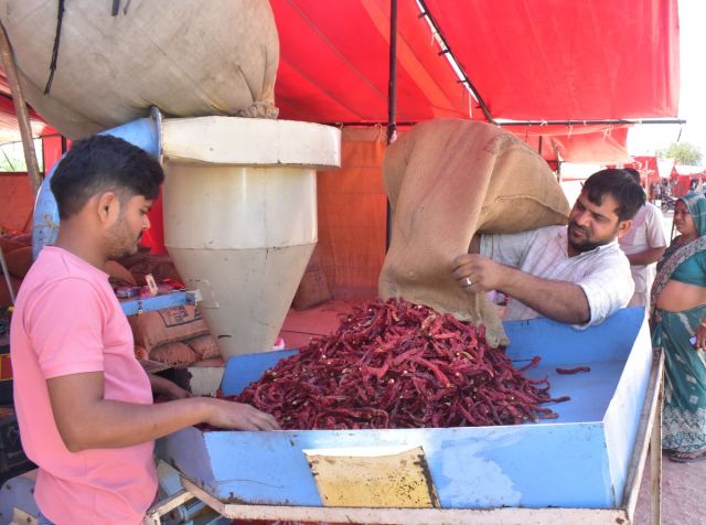 Such faith in the chilli fair of Nagaur, buyers coming from far away places, purity made its mark