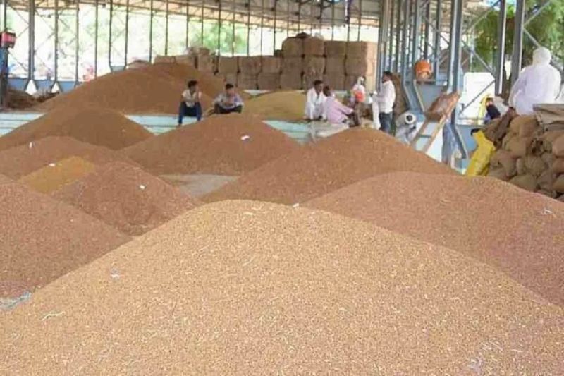 Arrival of new gram and mustard has started, all three Rabi crop commodities are shining in the market