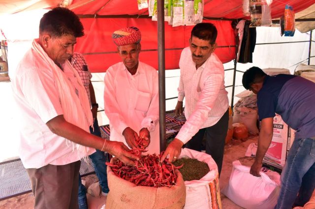 Such faith in the chilli fair of Nagaur, buyers coming from far away places, purity made its mark