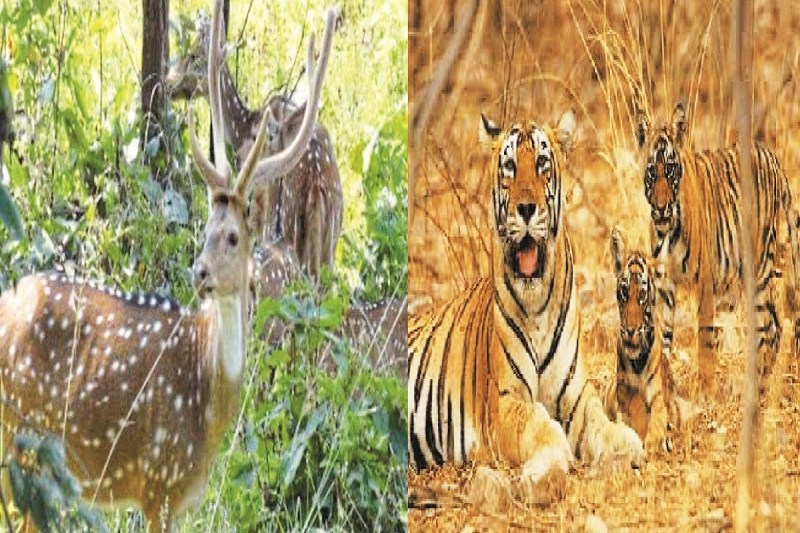 CG News: दो राज्यों से घिरा पार्क बना पर्यटकों की पहली पसंद! ITR में वाइल्ड लाइफ का समृद्ध संसार