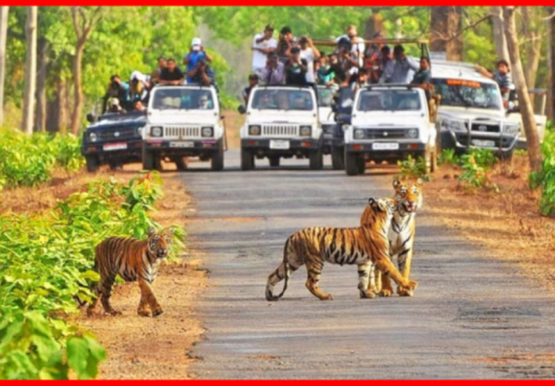 1 thousand employees deployed for the security of Kanha National Park