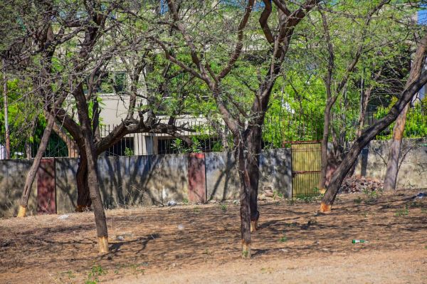 Rajasthan University trees in trouble 