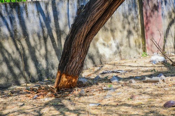 Rajasthan University trees in trouble 