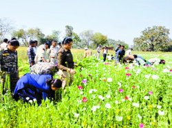 फसलों के बीच की जा रही थी अफीम की खेती, पुलिस ने मारा छापा - image