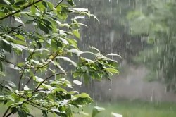 Rain UP: उत्तर प्रदेश में 13 से 15 मार्च के बीच बारिश के आसार: जानें अपने शहर का
मौसम अपडेट - image