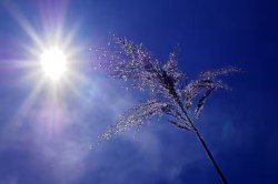 UP Weather: लखनऊ में तेज हवाओं और बारिश के बाद खिली धूप: उत्तर प्रदेश के जिलों
का ताज़ा मौसम अपडेट - image