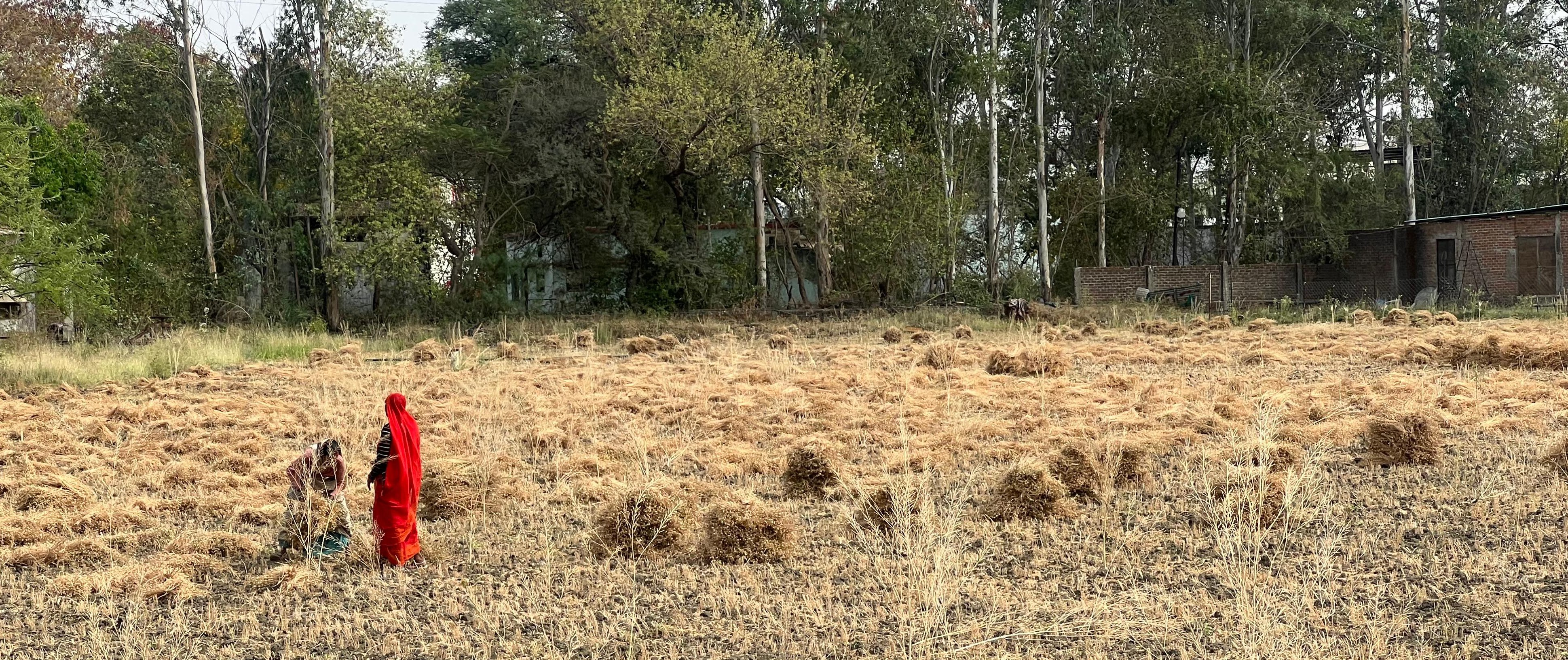 Farmers are worried due to change in weather, they are busy in harvesting crops