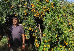 तीन वर्ष बाद लदे संतरे के बगीचे, किसानों को मिल रहे अच्छे भाव - image