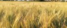 Wheat prices are falling in the market, number of registrations is increasing on support price