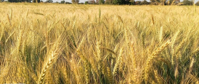 Wheat prices are falling in the market, number of registrations is increasing on support price