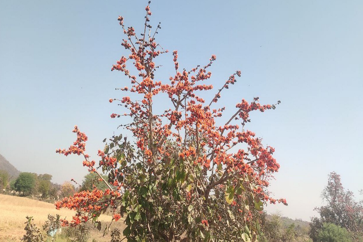 Rajasthan Weather : मौसम का मिजाज सर्द-गर्म, जयपुर में आज सवेरे ठंडी हवा के
बीच धूप खिली