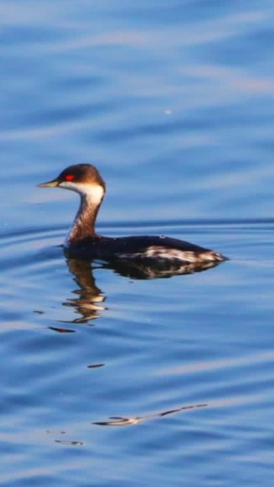 Short video poster image