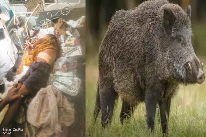 CG News: आदमखोर बना जंगली सूअर, 6 वर्षीय मासूम की ली जान, ग्रामीणों में दहशत...