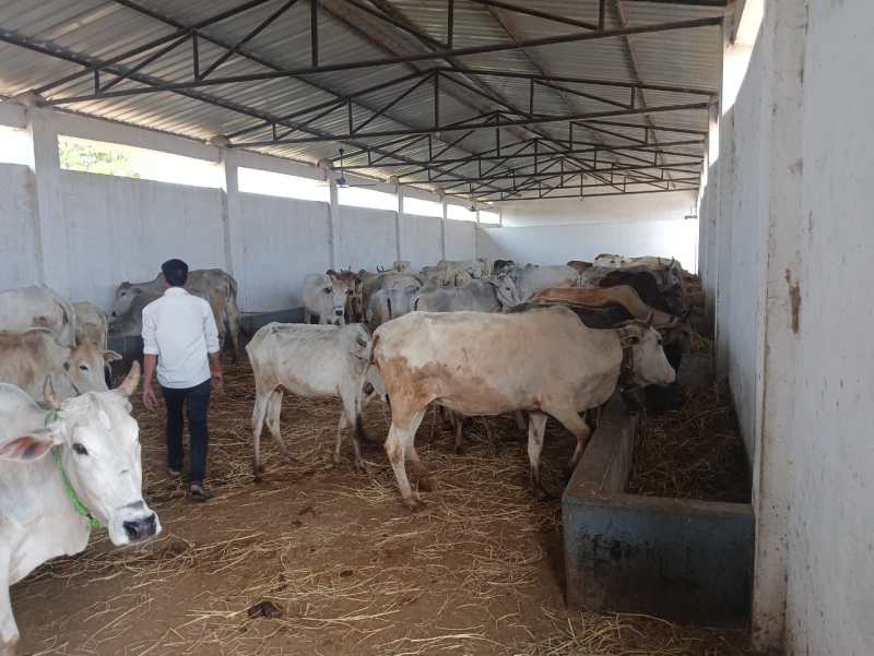 न समूह, न गौरक्षक और न समाज सेवी दे रहे ध्यान