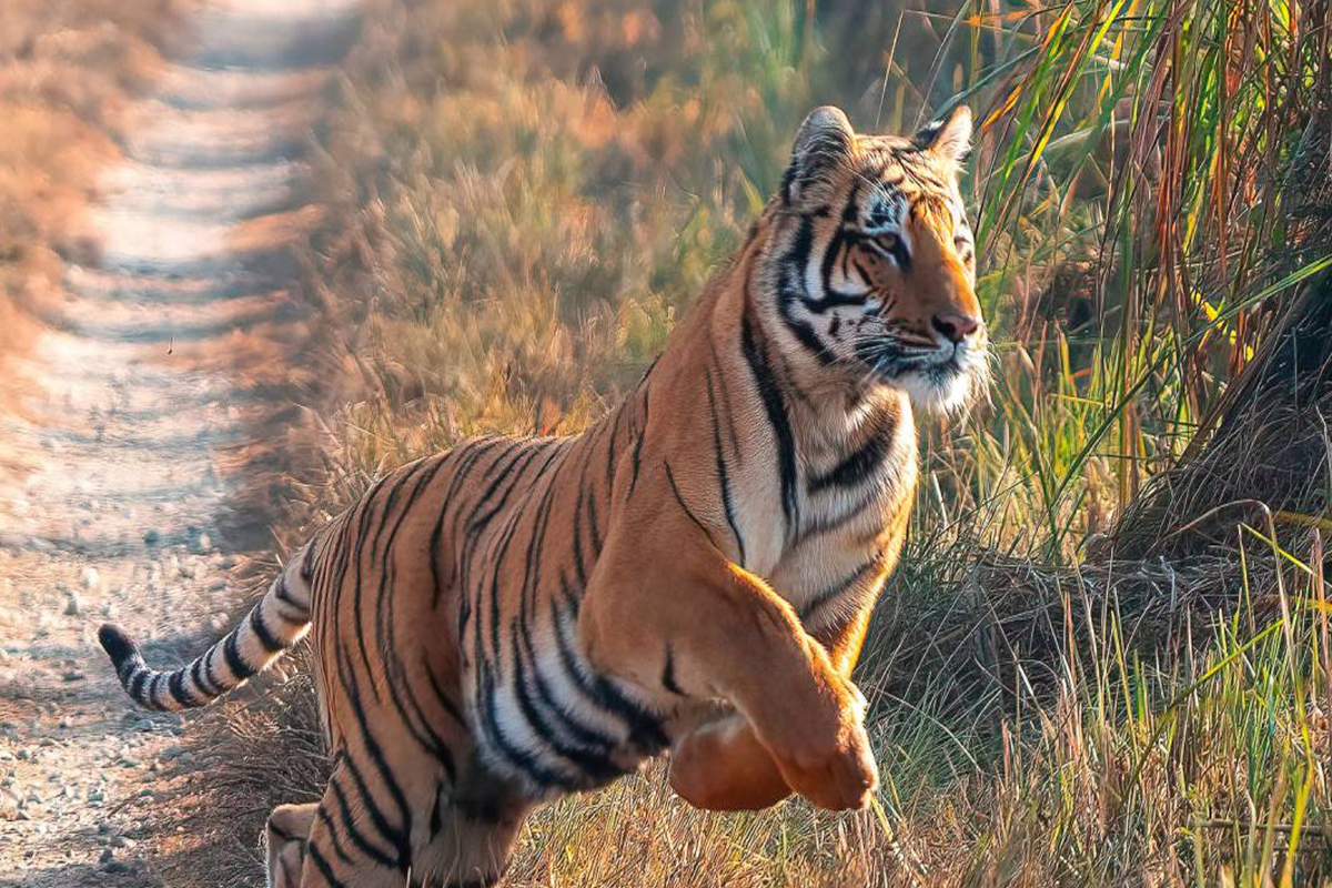 Dudhawa National Park: लखीमपुर में बाघों की सुरक्षा के लिए विशेष RRF टीम गठित,
वन विभाग ने कसी कमर