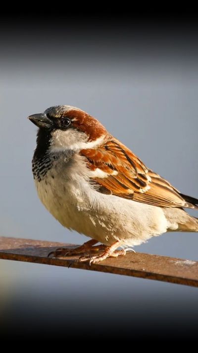 Short video poster image