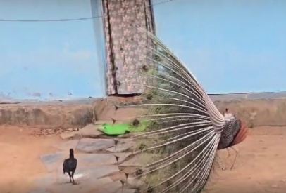 CG News: मुर्गियों के संग मस्ती करते दिखा मोर, हर रोज करता है नृत्य देखें तस्वीरें 
