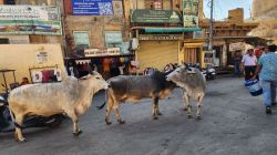 गोपा चौक में पशुओं की स्वच्छंदता,राहगीर और पर्यटक बेहाल - image