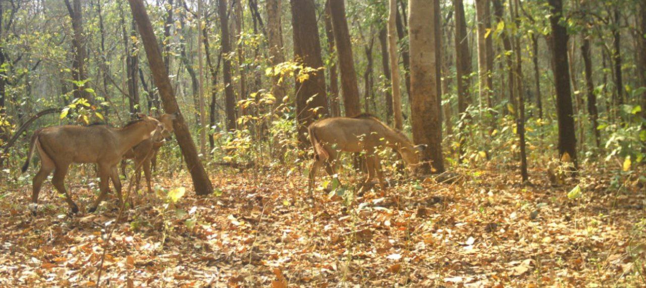 CG News: वन्यजीवों की हलचल हुई तेज, सुरक्षा के लिए वन विभाग ने लगाया ट्रैप
कैमरा, देखें तस्वीरें