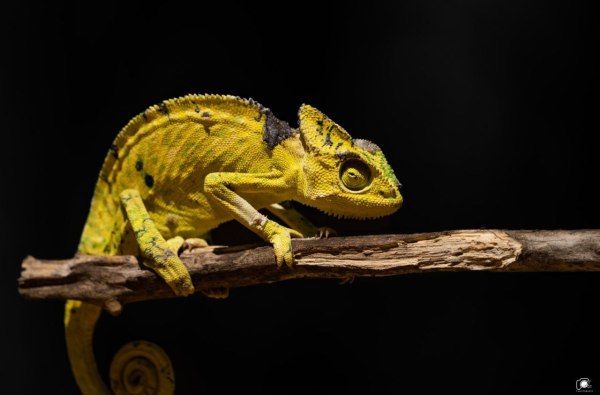 CG News: वन्यजीवों की हलचल हुई तेज, सुरक्षा के लिए वन विभाग ने लगाया ट्रैप कैमरा, देखें तस्वीरें 
