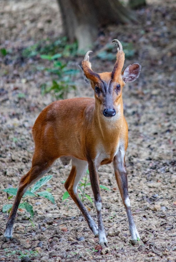 CG News: वन्यजीवों की हलचल हुई तेज, सुरक्षा के लिए वन विभाग ने लगाया ट्रैप कैमरा, देखें तस्वीरें 
