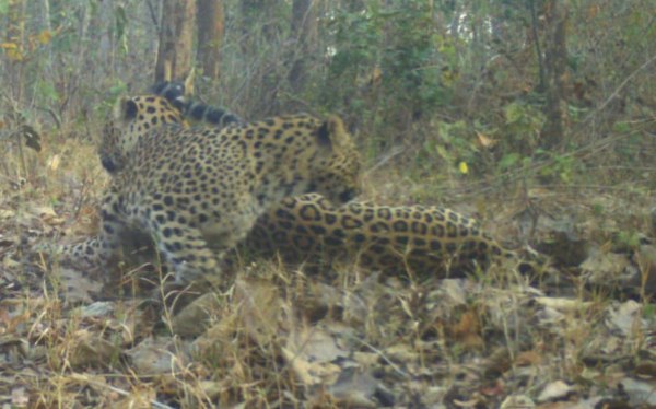 CG News: टाइगर रिजर्व में तेंदुए का जोड़ा कैमरे में कैद, देखें तस्वीरें 
