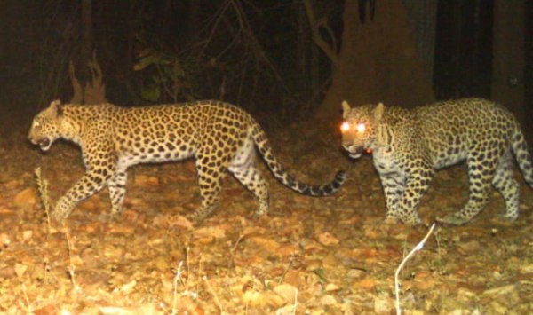 CG News: टाइगर रिजर्व में तेंदुए का जोड़ा कैमरे में कैद, देखें तस्वीरें 
