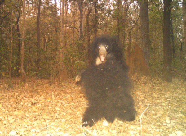 CG News: टाइगर रिजर्व में तेंदुए का जोड़ा कैमरे में कैद, देखें तस्वीरें 
