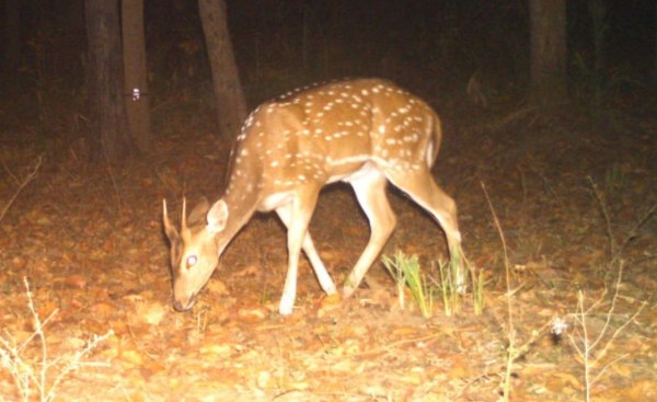 CG News: टाइगर रिजर्व में तेंदुए का जोड़ा कैमरे में कैद, देखें तस्वीरें 
