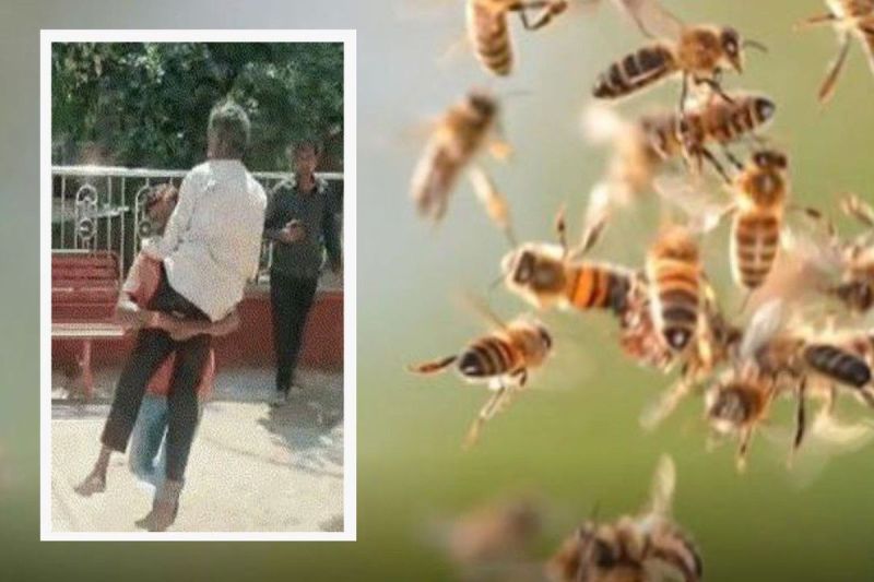 अंतिम संस्कार करने गए लोगों पर मधुमक्खियों का हमला, 65 से ज्यादा घायल, हेलमेट पहनकर दी मुखाग्नि