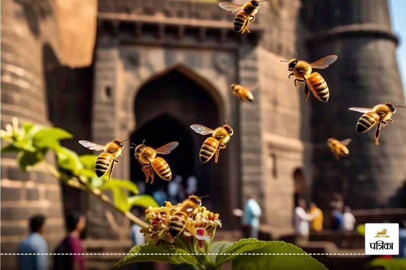 Bee Attack Maharashtra