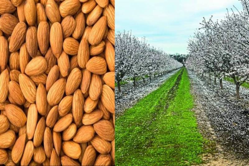 California almonds farming