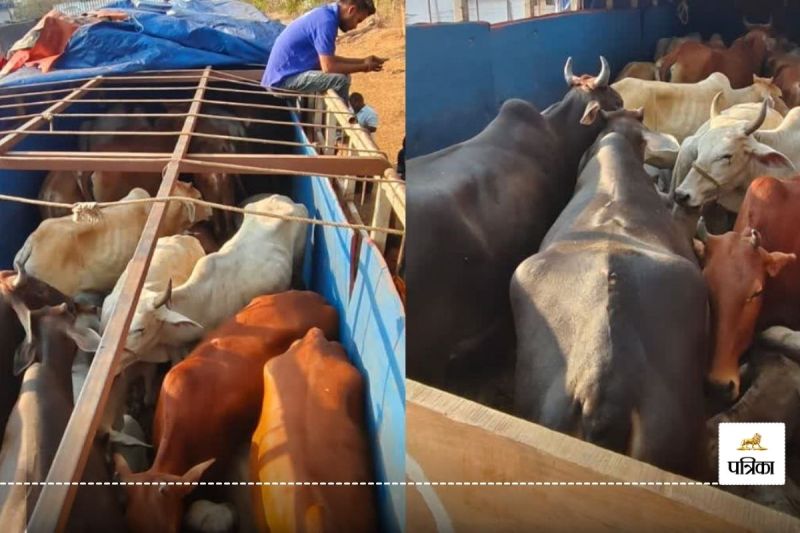 29 मवेशियों से भरे ट्रक को पुलिस ने किया जब्त, दम घुटने से एक मवेशी की हुई मौत..