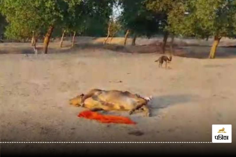 भूख-प्यास से 19 गायों ने तोड़ा दम, NGO के अध्यक्ष पर FIR दर्ज, हिंदू संगठन बोले- 40 लाश ठिकाने लगाई..