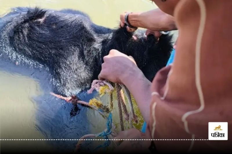 CG News: भालू की तस्करी! मौत के बाद बिना पोस्टमार्टम के दफनाया शव, वन अधिकारियों को नोटिस जारी