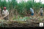 CG News: किसानों की घट रही रुचि, इस सीजन में 50% ही हो सका गन्ना पेराई, जानें वजह...