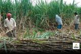 CG News: किसानों की घट रही रुचि, इस सीजन में 50% ही हो सका गन्ना पेराई, जानें वजह...