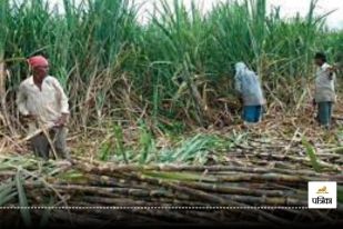 CG News: किसानों की घट रही रुचि, इस सीजन में 50% ही हो सका गन्ना पेराई, जानें वजह...