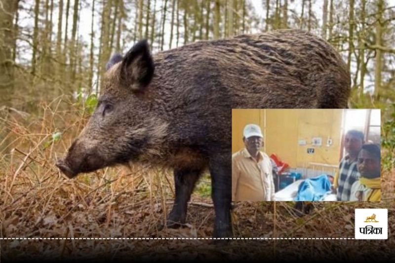 जंगली सुअर बढ़ रहा आतंक! महिला पर हुआ जानलेवा हमला, वन विभाग ने किया Alert जारी..