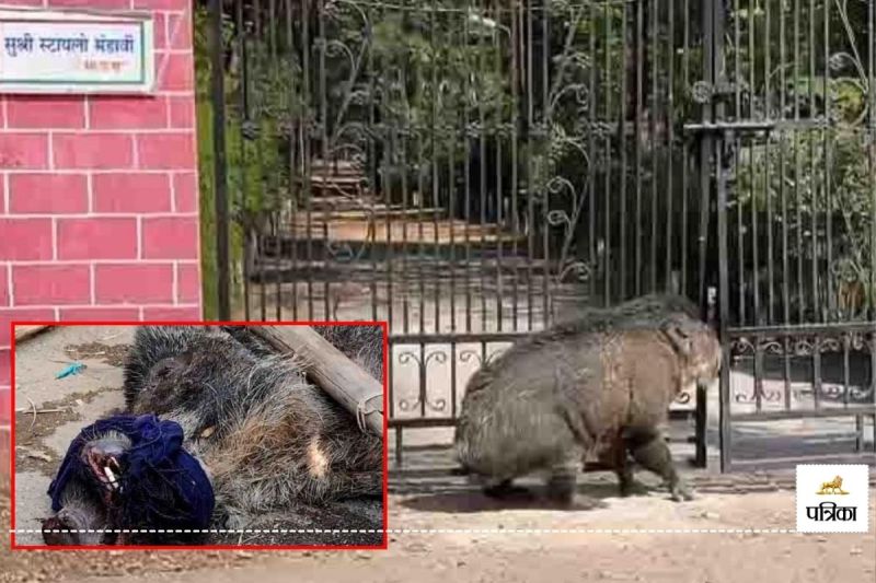 डीएफओ बंगले के गेट में फंसा जंगली सुअर, निकला तो दो को किया घायल, मचा हड़कंप..