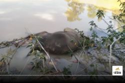 CG Elephant Death: हाथी के शावक की तालाब में डूबने से हुई मौत, शव मिलने से मचा
हड़कंप - image