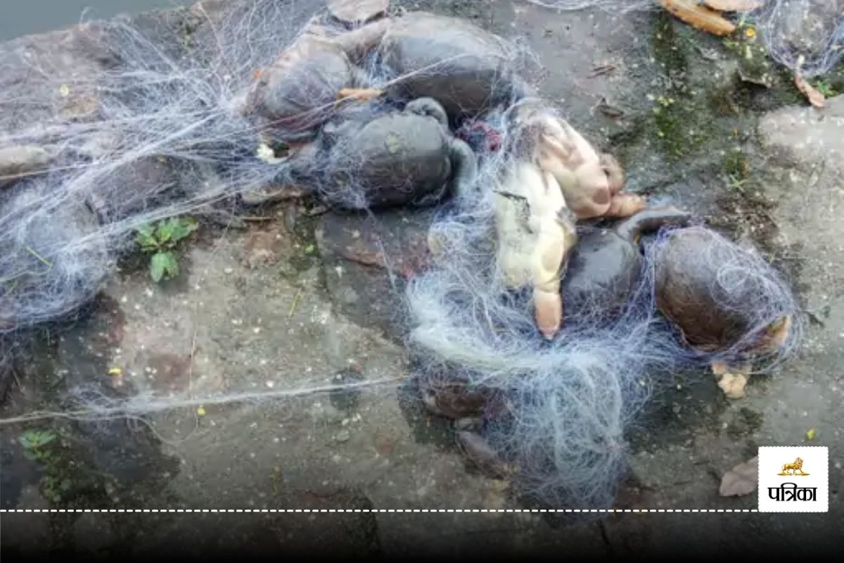 CG News: रतनपुर महामाया मंदिर के कुंड में मृत मिले 25 कछुए, आखिर क्या है वजह? जांच में जुटी वन विभाग की टीम