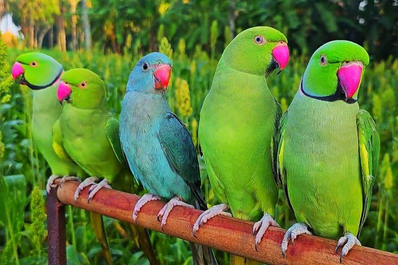 Court Me toton ki peshi