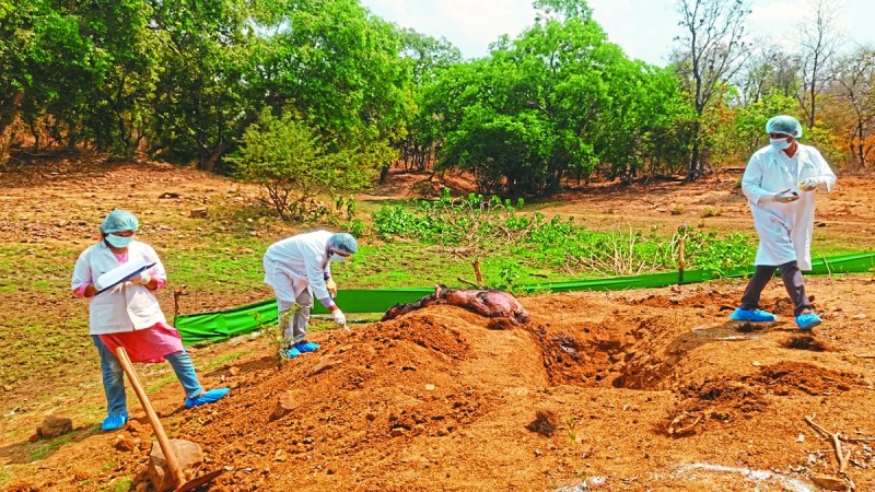 बालोद जिले के तांदुला जलाशय में 24 फऱवरी को भालू के शव को वन विभाग द्वारा बिना पोस्टमार्टम के ही गड्ढे खोदकर दफन कर दिया था। इस मामले के उजागर होने के बाद व भालू के नाख़ून व दांत को निकाल लेने की खबर फैलने के बाद वन विभाग की टीम व पशु चिकित्सा विभाग की डॉक्टरों की टीम ने जिला मुख्यालय से लगभग 40 किमी दूर किल्लोबहरा के जंगल में दफन भालू के स्थान पर जाकर विगत दिवस खुदाई कर भालू के शव को बाहर निकाला। पर खुदाई के दौरान चौकाने वाले नजारे देखने को मिले।