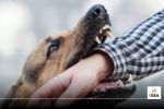 Dog Attack