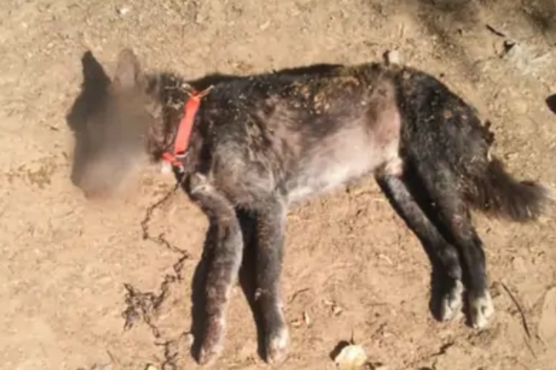 Dog Killed in Bharatpur