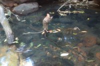 CG water supply: नाले का दूषित पानी पीने को विवश ग्रामीणों ने बनाया जुगाड़, चंदा कर 2 किमी तक बिछाई पाइप