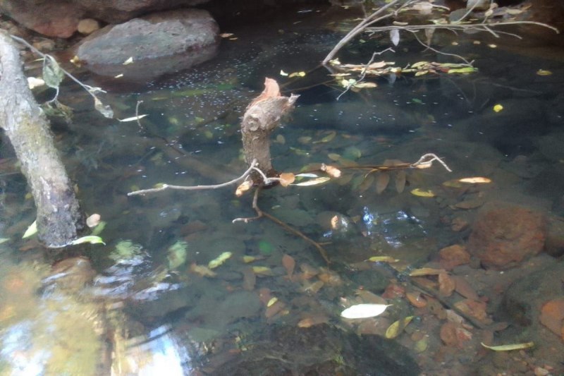 CG water supply: नाले का दूषित पानी पीने को विवश ग्रामीणों ने बनाया जुगाड़, चंदा कर 2 किमी तक बिछाई पाइप