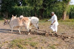 खेतों में बैलों की घंटियों की फिर सुनाई देगी आवाज, सरकार देगी 30 हजार प्रतिवर्ष - image